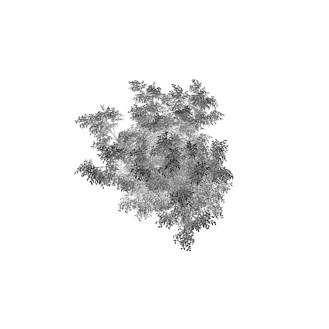 Barberri Tree 3D Model – Realistic Plant Asset, FBX, OBJ, C4D - View 18