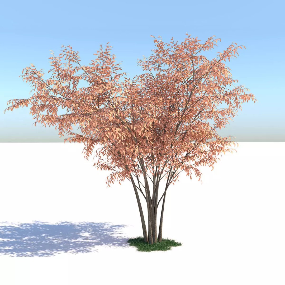 Barberri Tree 3D Model – Realistic Plant Asset, FBX, OBJ, C4D - View 2