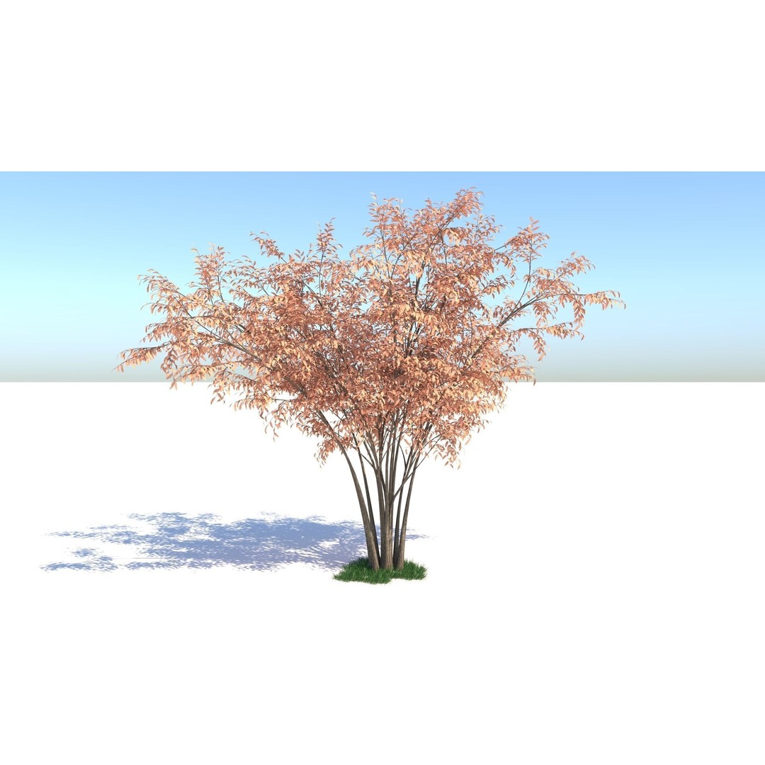 Barberri Tree 3D Model – Realistic Plant Asset, FBX, OBJ, C4D - View 3