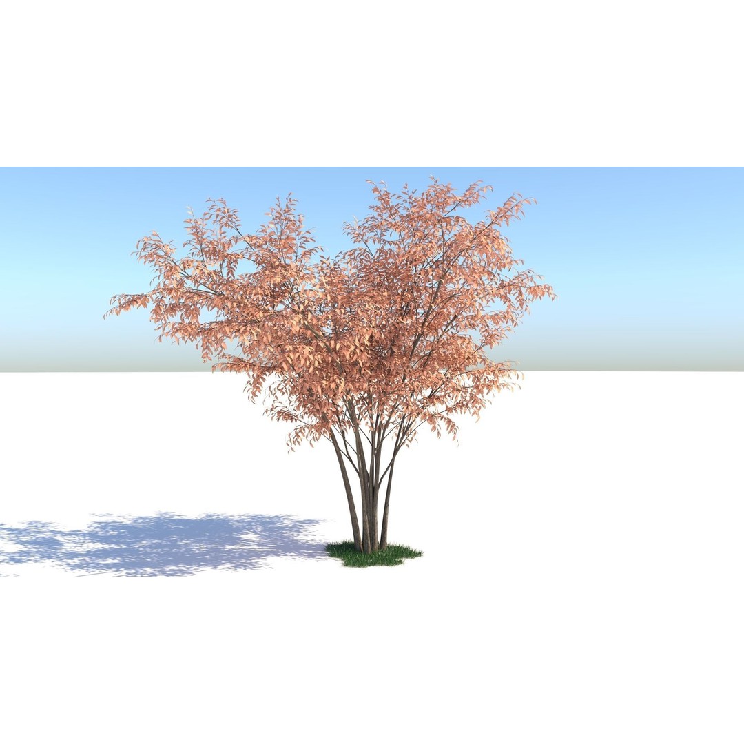 Barberri Tree 3D Model – Realistic Plant Asset, FBX, OBJ, C4D - View 4