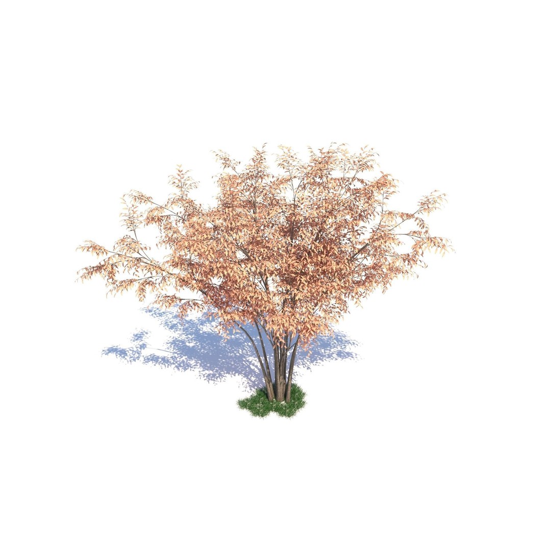 Barberri Tree 3D Model – Realistic Plant Asset, FBX, OBJ, C4D - View 5