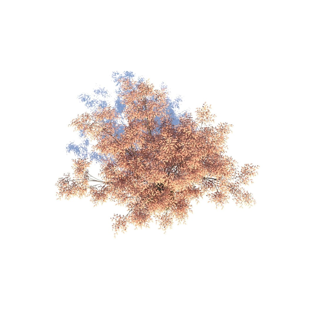 Barberri Tree 3D Model – Realistic Plant Asset, FBX, OBJ, C4D - View 6