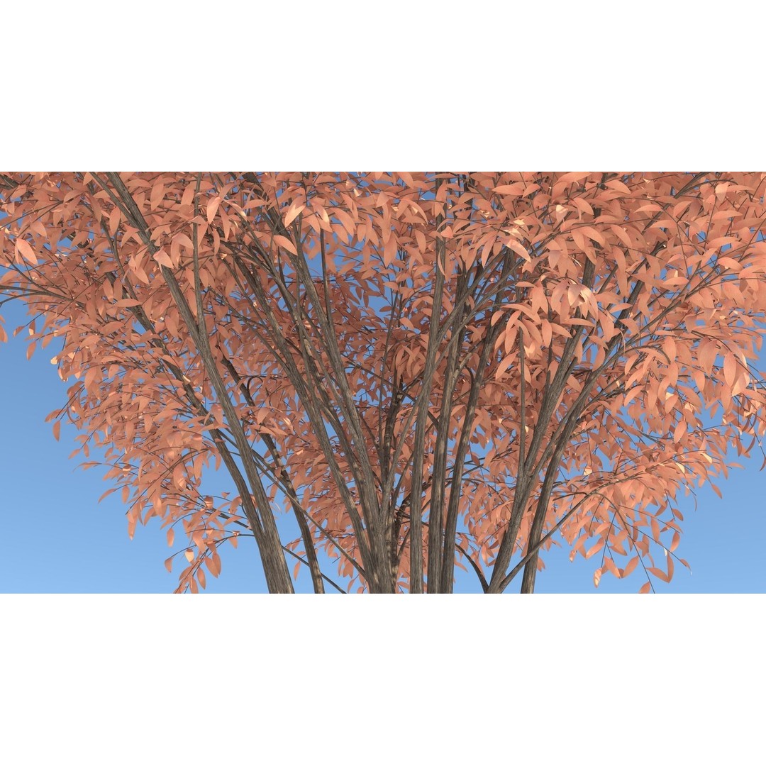 Barberri Tree 3D Model – Realistic Plant Asset, FBX, OBJ, C4D - View 7