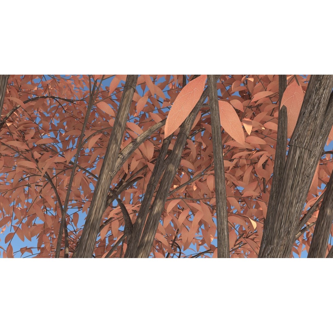Barberri Tree 3D Model – Realistic Plant Asset, FBX, OBJ, C4D - View 8