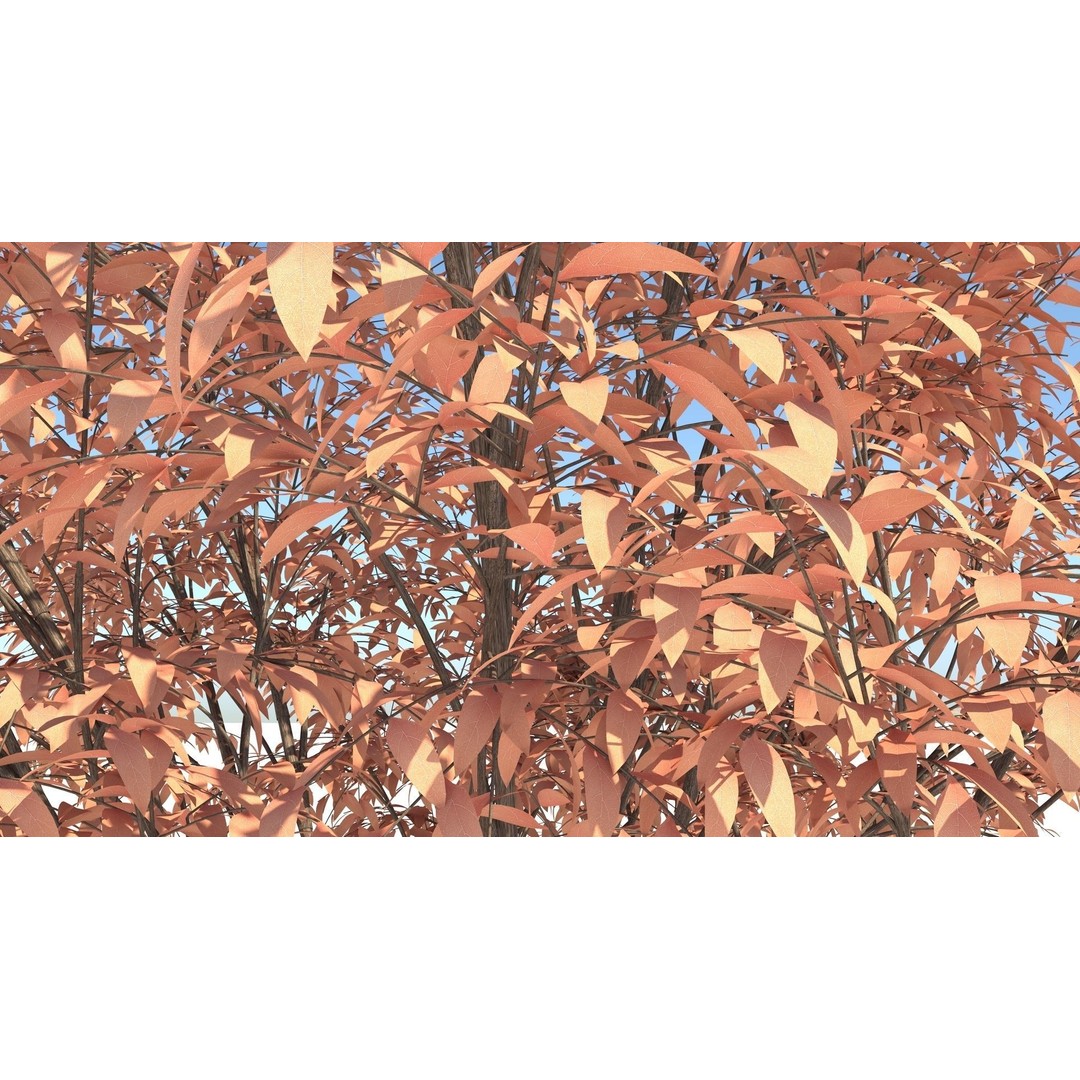 Barberri Tree 3D Model – Realistic Plant Asset, FBX, OBJ, C4D - View 9