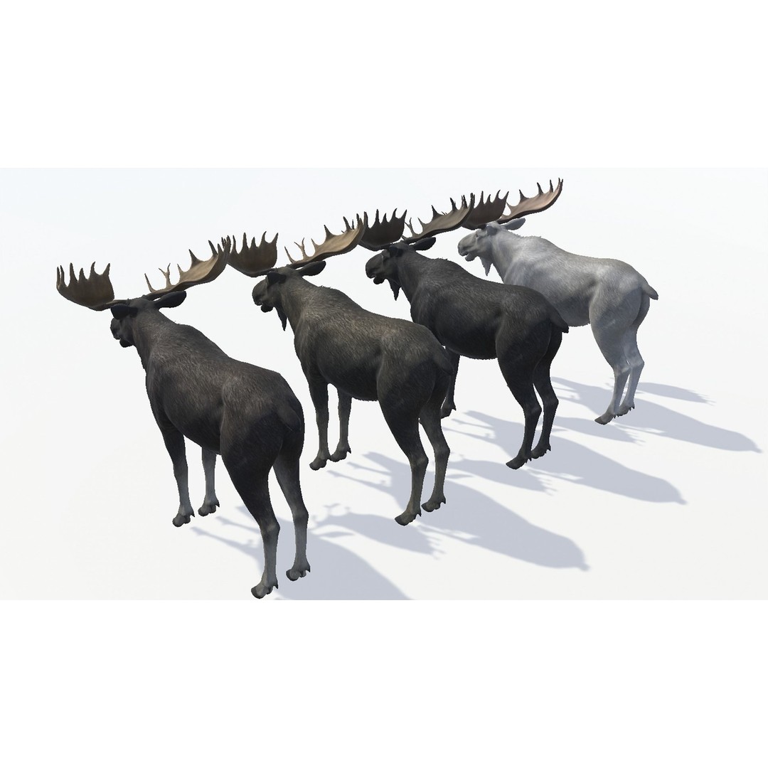 Moose Bull 3D Model – Low Poly Rigged Game Asset, FBX/OBJ - View 12