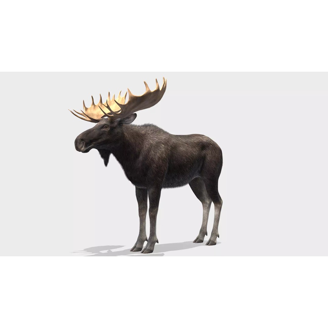 Moose Bull 3D Model – Low Poly Rigged Game Asset, FBX/OBJ - View 2