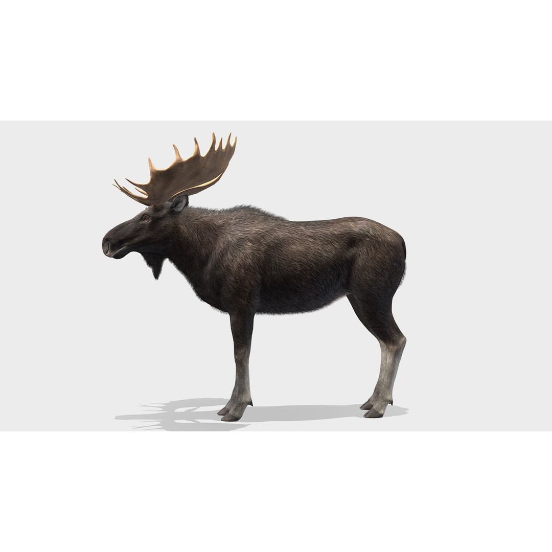 Moose Bull 3D Model – Low Poly Rigged Game Asset, FBX/OBJ - View 3