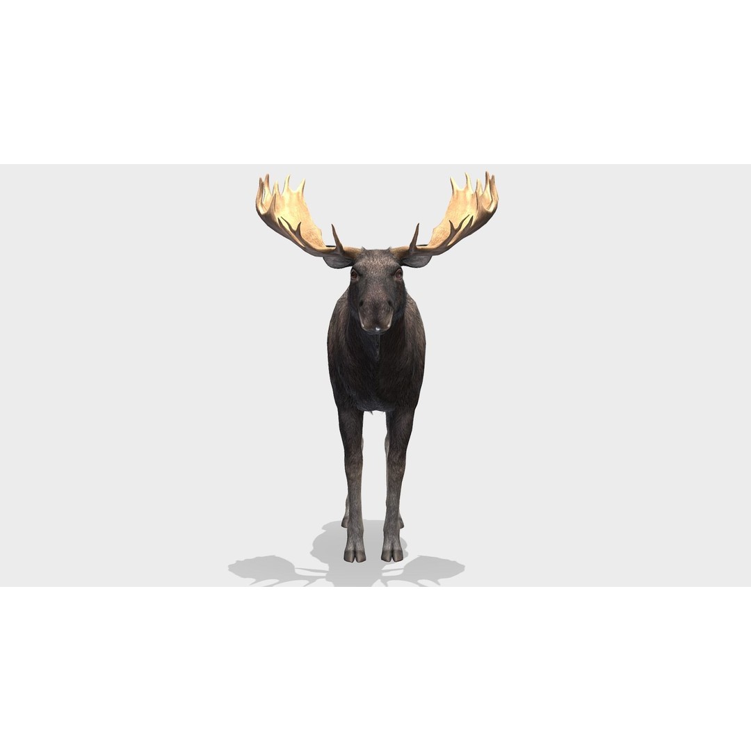 Moose Bull 3D Model – Low Poly Rigged Game Asset, FBX/OBJ - View 4