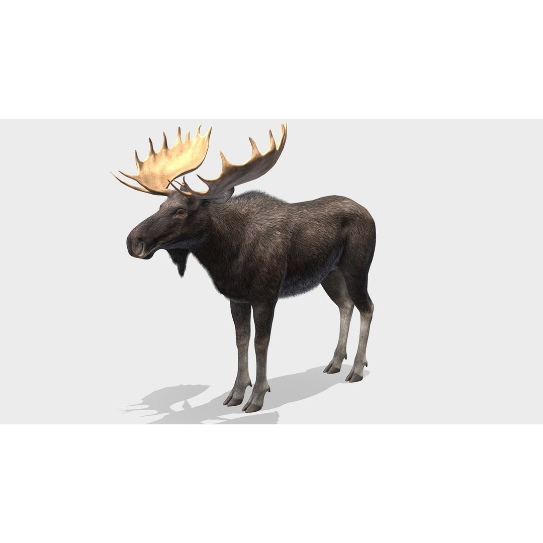 Moose Bull 3D Model – Low Poly Rigged Game Asset, FBX/OBJ - View 5