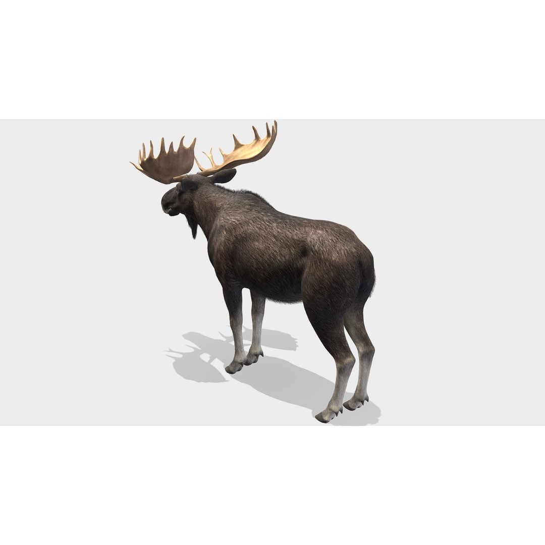 Moose Bull 3D Model – Low Poly Rigged Game Asset, FBX/OBJ - View 6