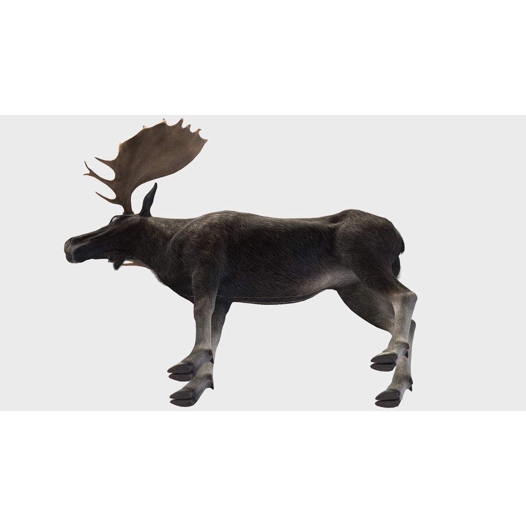 Moose Bull 3D Model – Low Poly Rigged Game Asset, FBX/OBJ - View 7