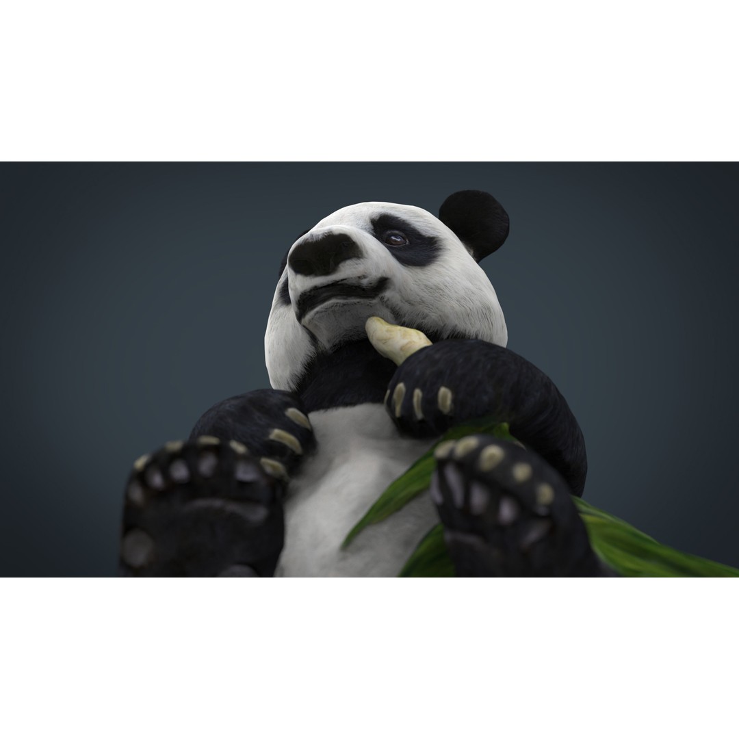 Panda Bear 3D Model – Low Poly Game Asset, FBX, OBJ, PBR Textures - View 10