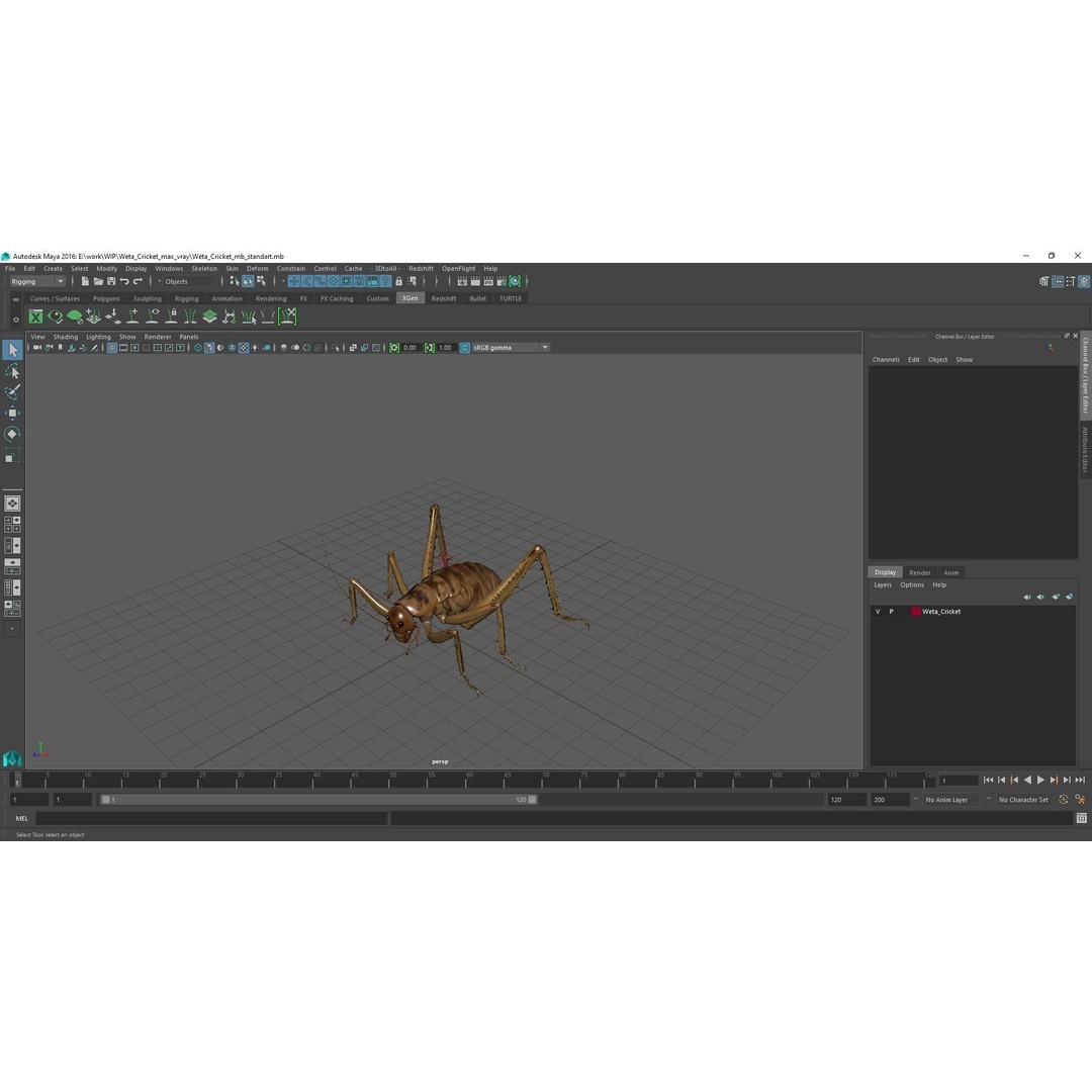 Weta Cricket 3D Model – High Quality Insect Model, FBX, PBR Textures