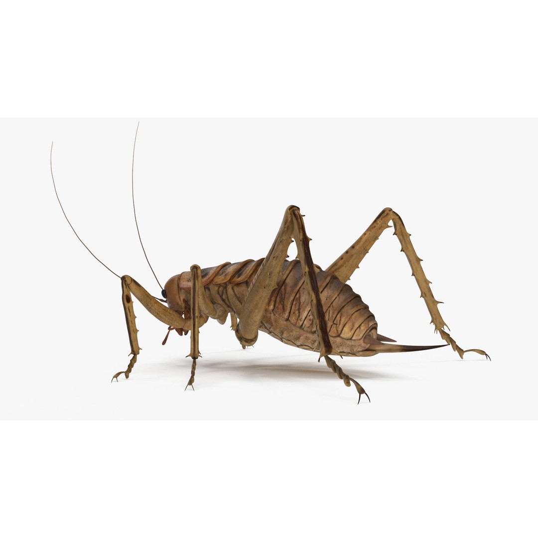 Weta Cricket 3D Model – High Quality Insect Model, FBX, PBR Textures - View 10