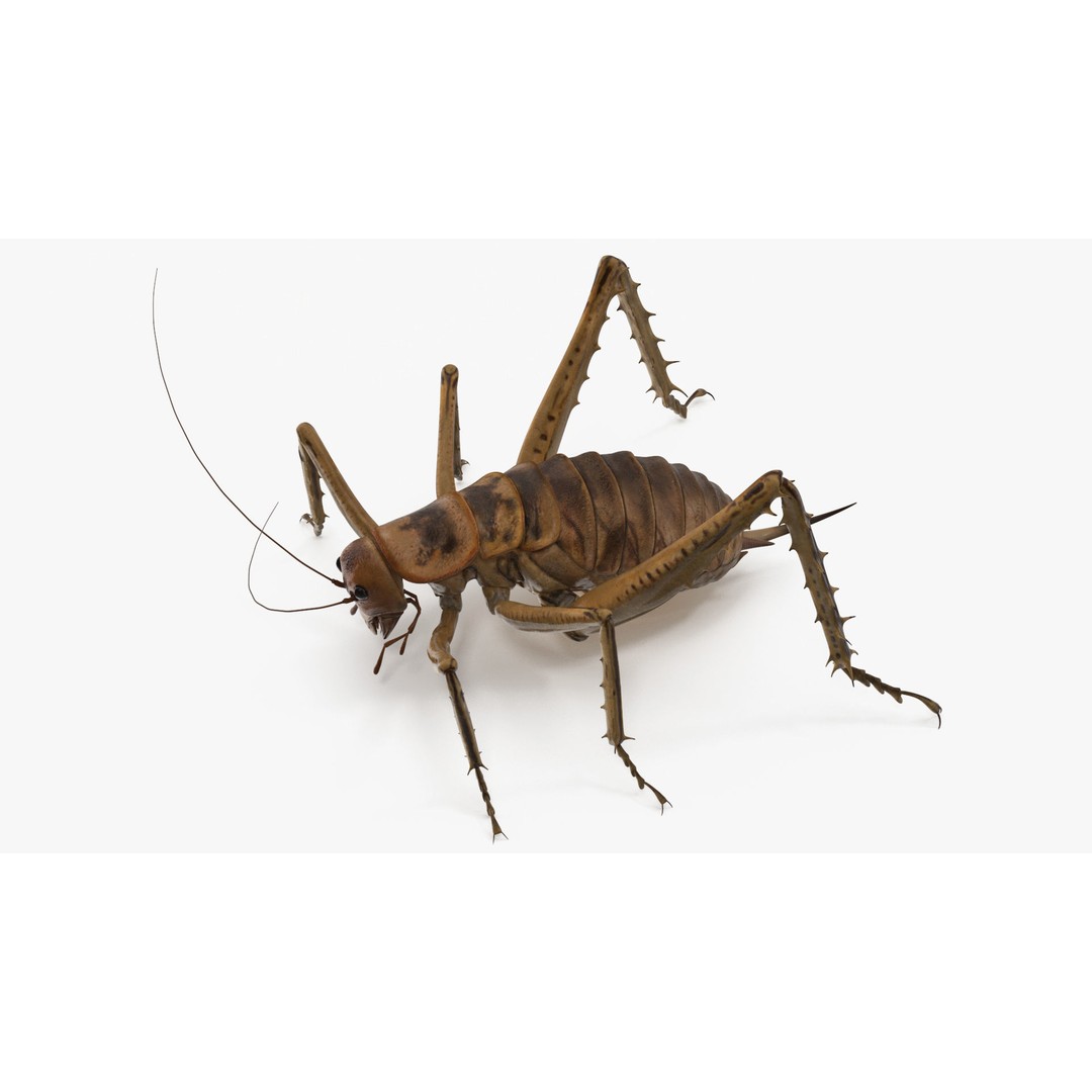 Weta Cricket 3D Model – High Quality Insect Model, FBX, PBR Textures - View 11
