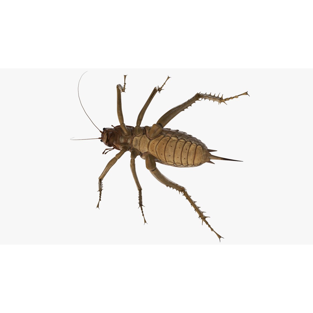 Weta Cricket 3D Model – High Quality Insect Model, FBX, PBR Textures - View 12