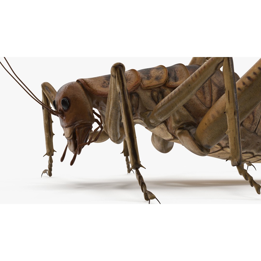 Weta Cricket 3D Model – High Quality Insect Model, FBX, PBR Textures - View 13