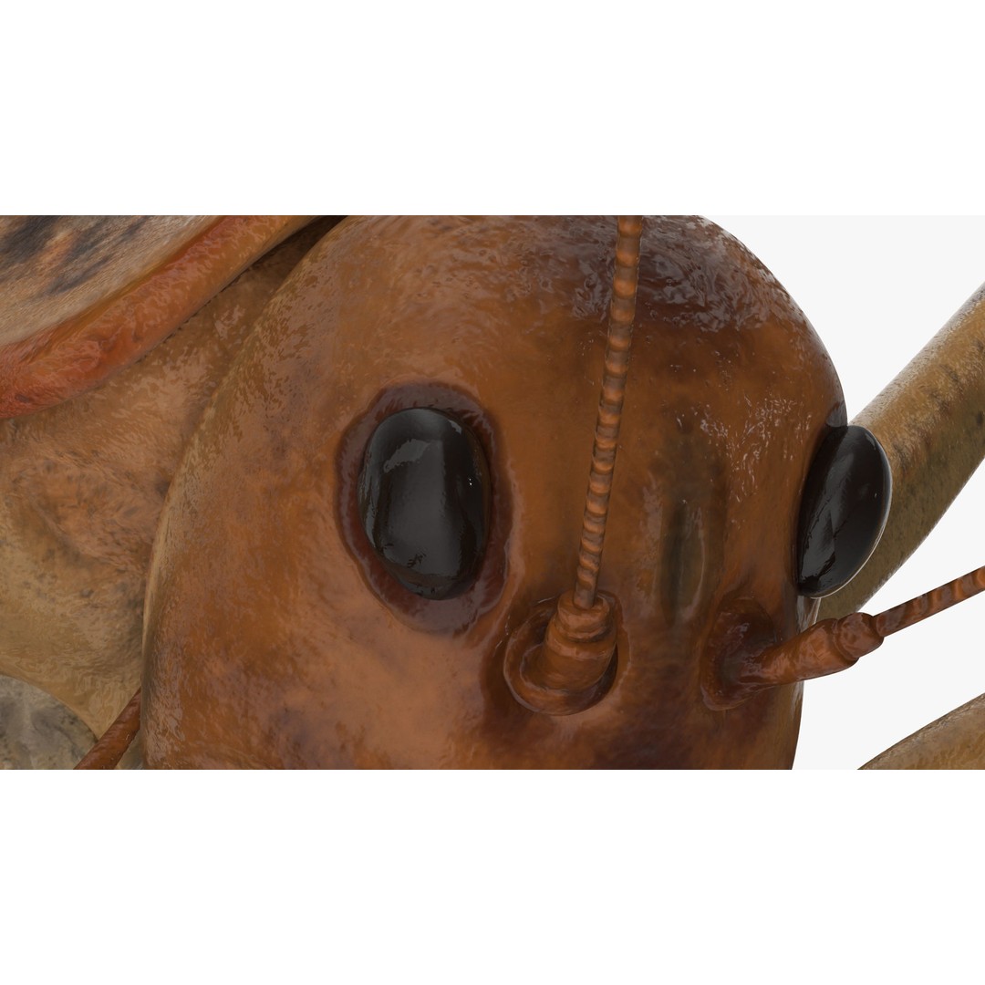 Weta Cricket 3D Model – High Quality Insect Model, FBX, PBR Textures - View 14