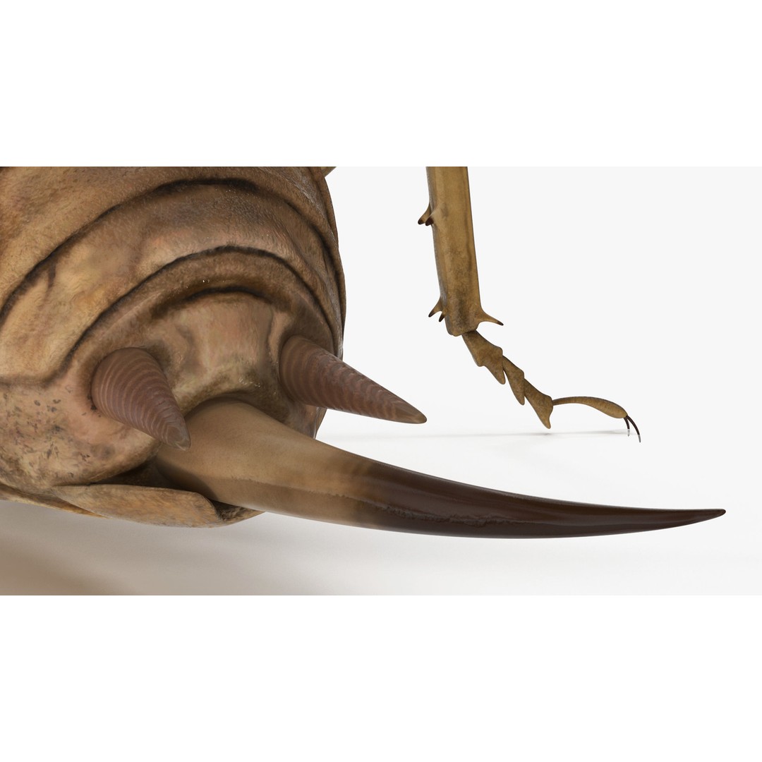 Weta Cricket 3D Model – High Quality Insect Model, FBX, PBR Textures - View 15