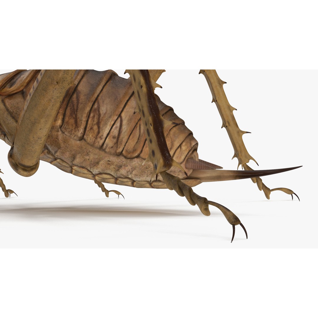Weta Cricket 3D Model – High Quality Insect Model, FBX, PBR Textures - View 16