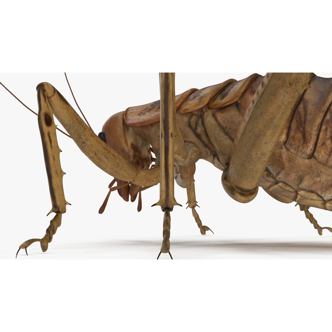 Weta Cricket 3D Model – High Quality Insect Model, FBX, PBR Textures - View 17