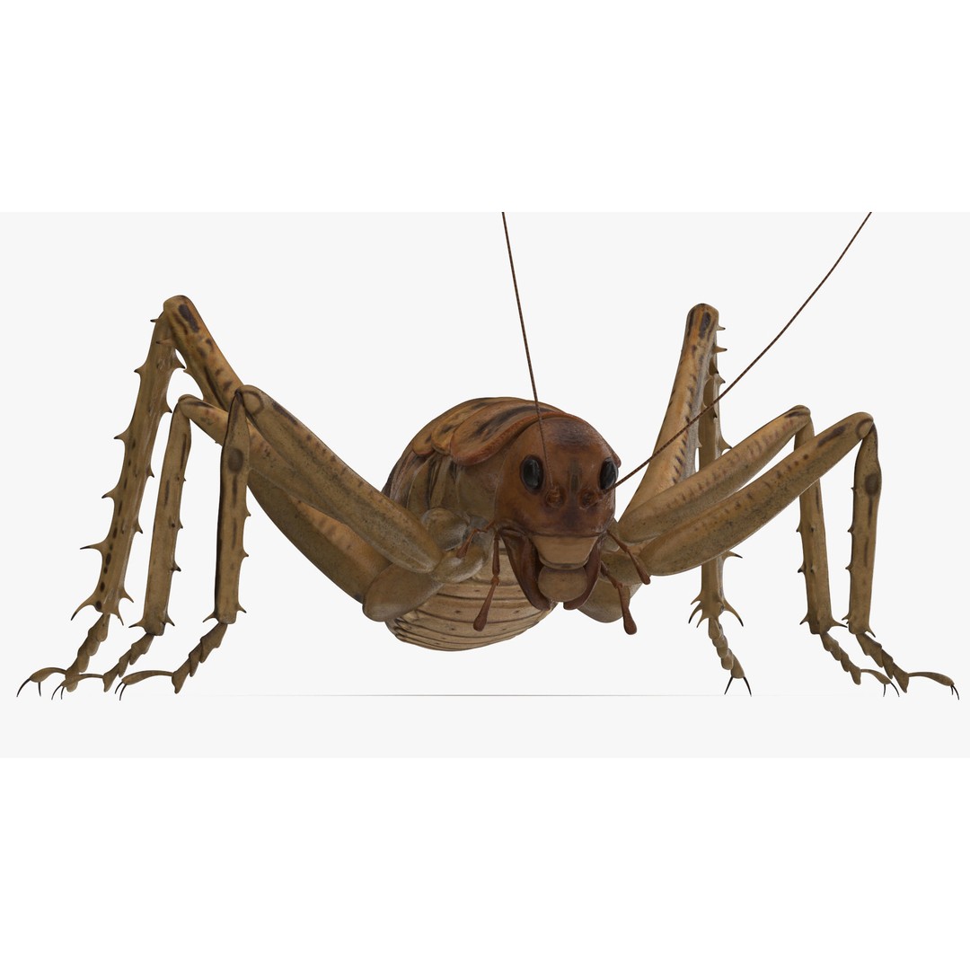 Weta Cricket 3D Model – High Quality Insect Model, FBX, PBR Textures - View 18