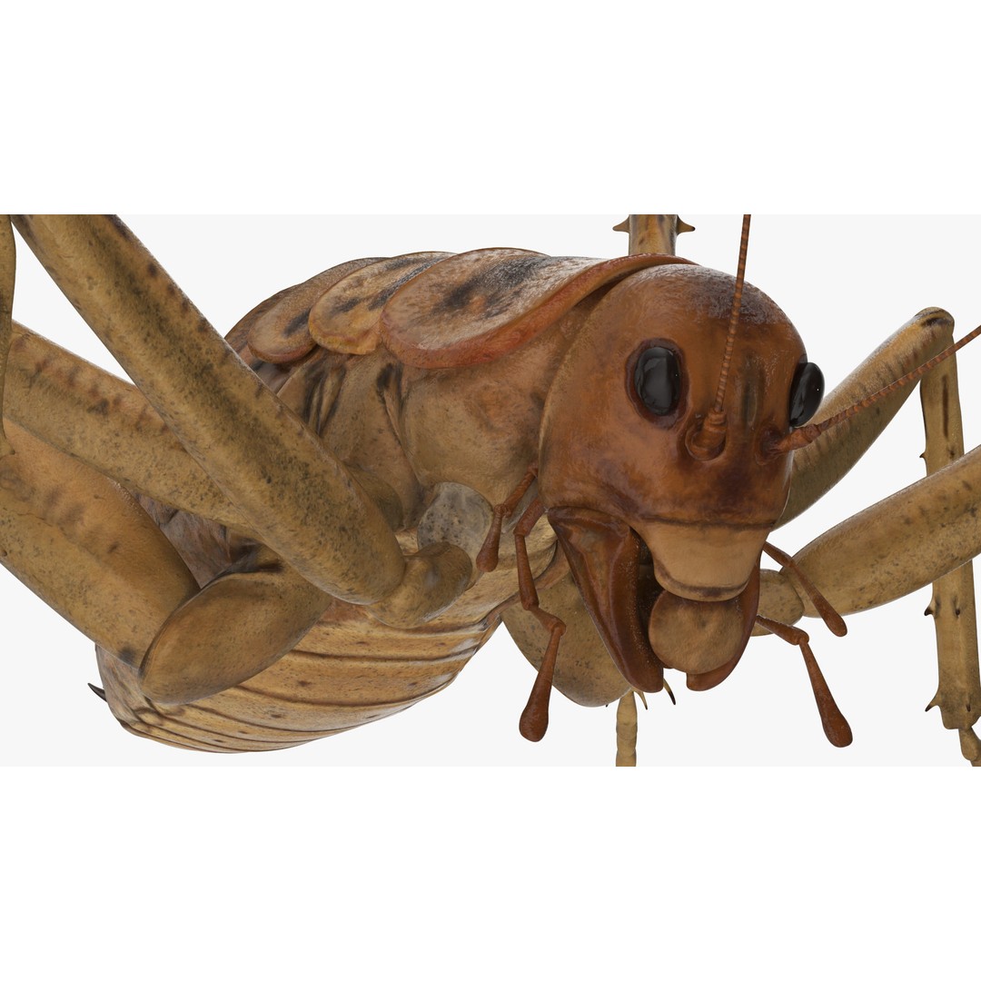 Weta Cricket 3D Model – High Quality Insect Model, FBX, PBR Textures - View 19