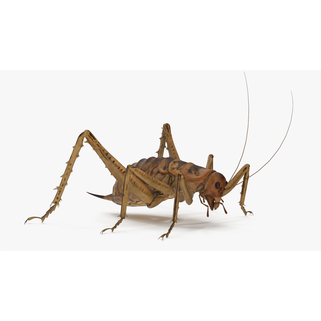 Weta Cricket 3D Model – High Quality Insect Model, FBX, PBR Textures - View 2