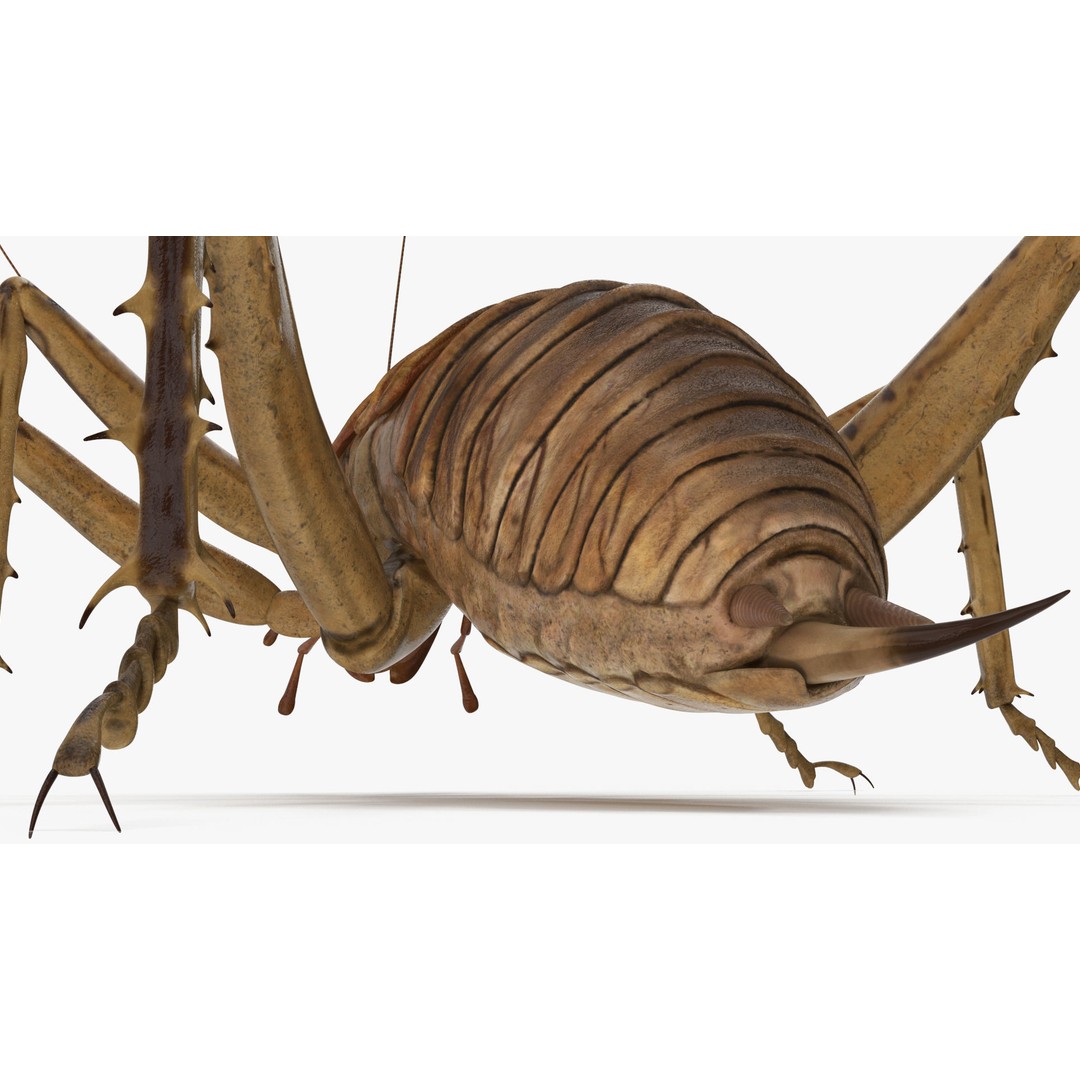 Weta Cricket 3D Model – High Quality Insect Model, FBX, PBR Textures - View 20