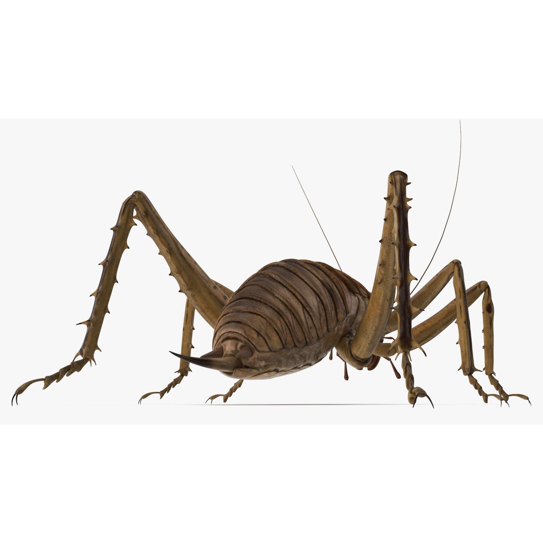 Weta Cricket 3D Model – High Quality Insect Model, FBX, PBR Textures - View 21