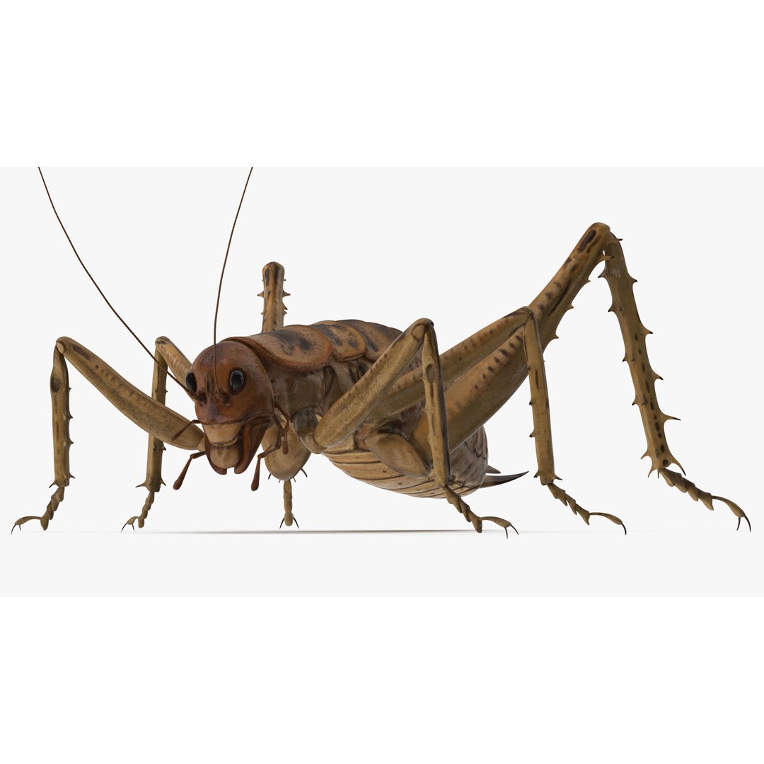 Weta Cricket 3D Model – High Quality Insect Model, FBX, PBR Textures - View 22