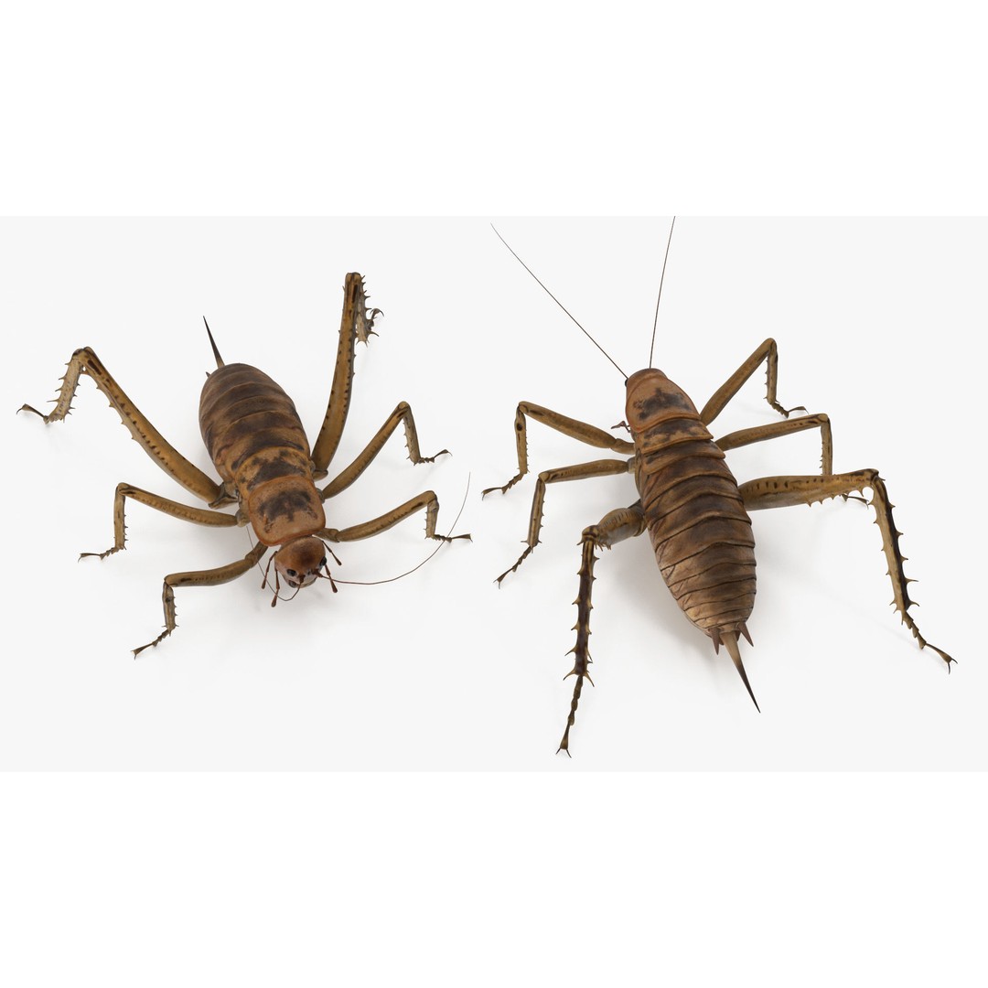 Weta Cricket 3D Model – High Quality Insect Model, FBX, PBR Textures - View 23