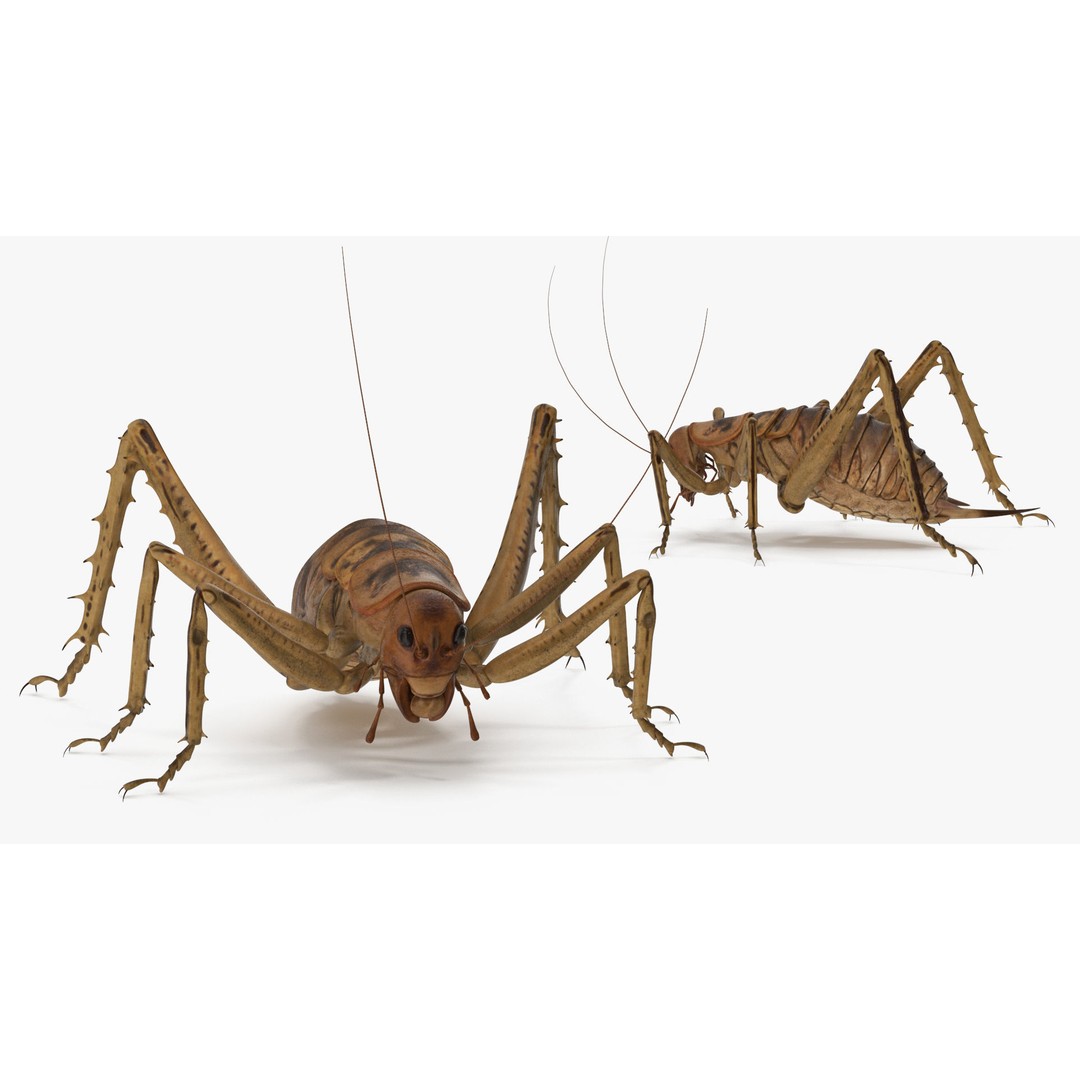 Weta Cricket 3D Model – High Quality Insect Model, FBX, PBR Textures - View 24