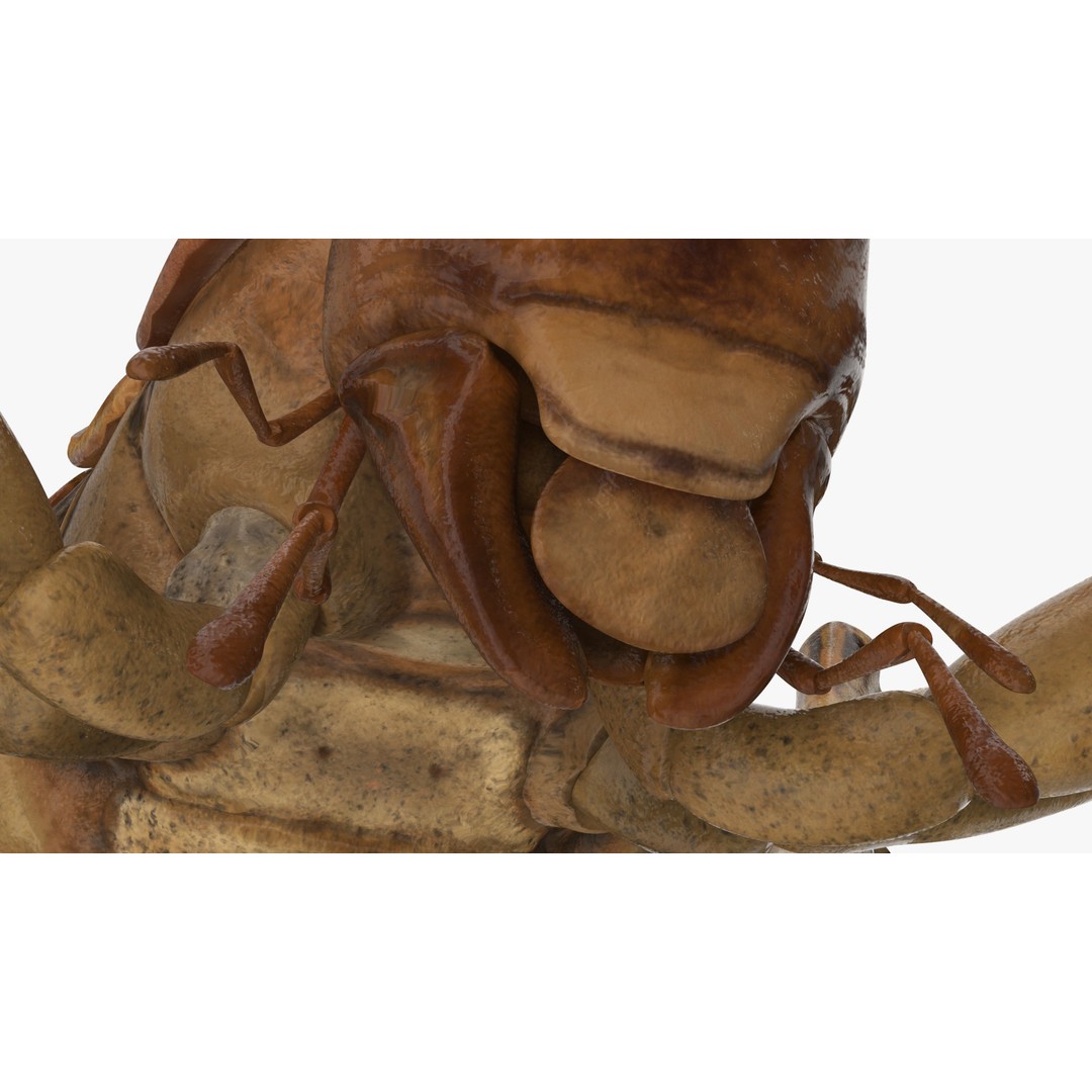 Weta Cricket 3D Model – High Quality Insect Model, FBX, PBR Textures - View 25