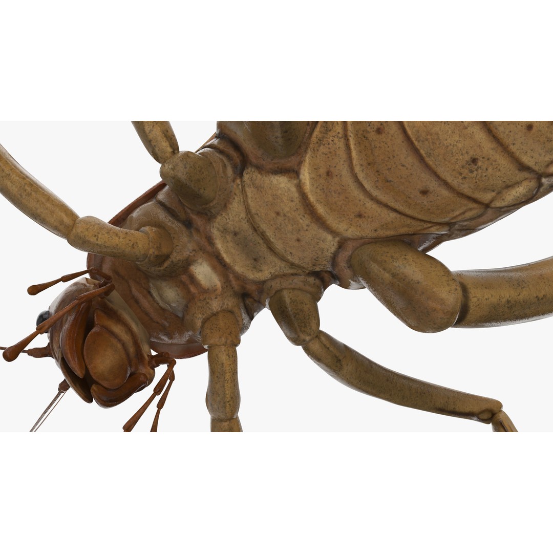 Weta Cricket 3D Model – High Quality Insect Model, FBX, PBR Textures - View 26