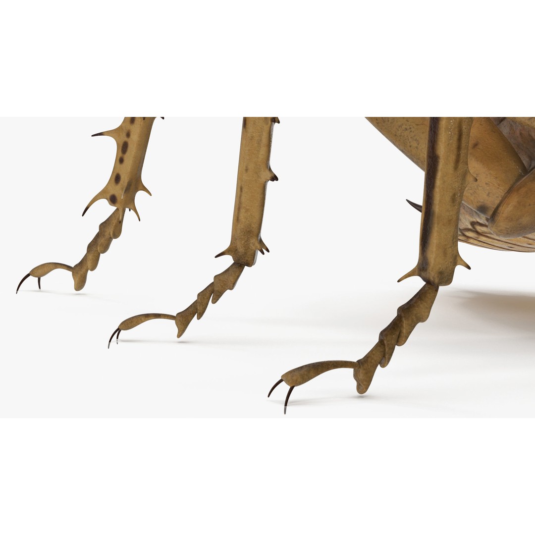 Weta Cricket 3D Model – High Quality Insect Model, FBX, PBR Textures - View 27