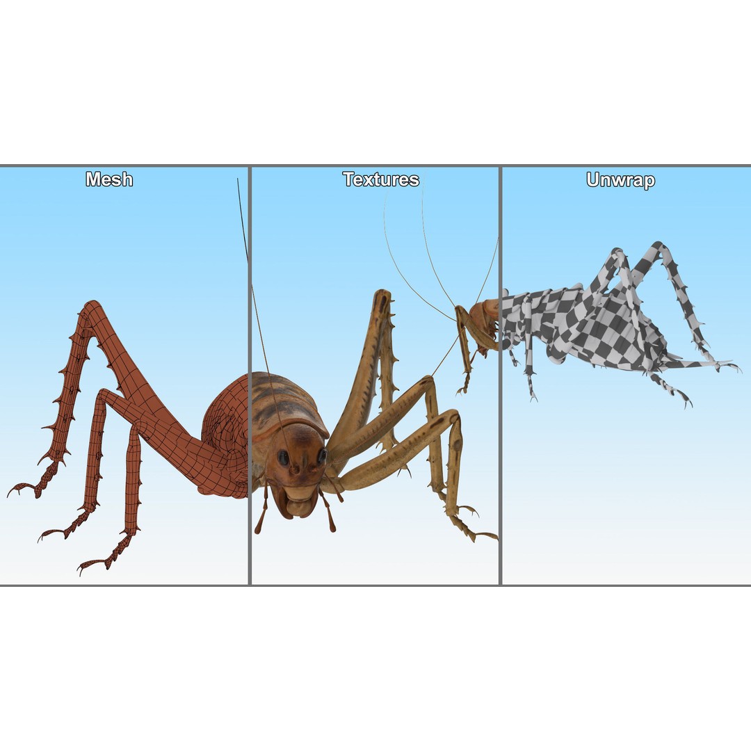 Weta Cricket 3D Model – High Quality Insect Model, FBX, PBR Textures - View 28
