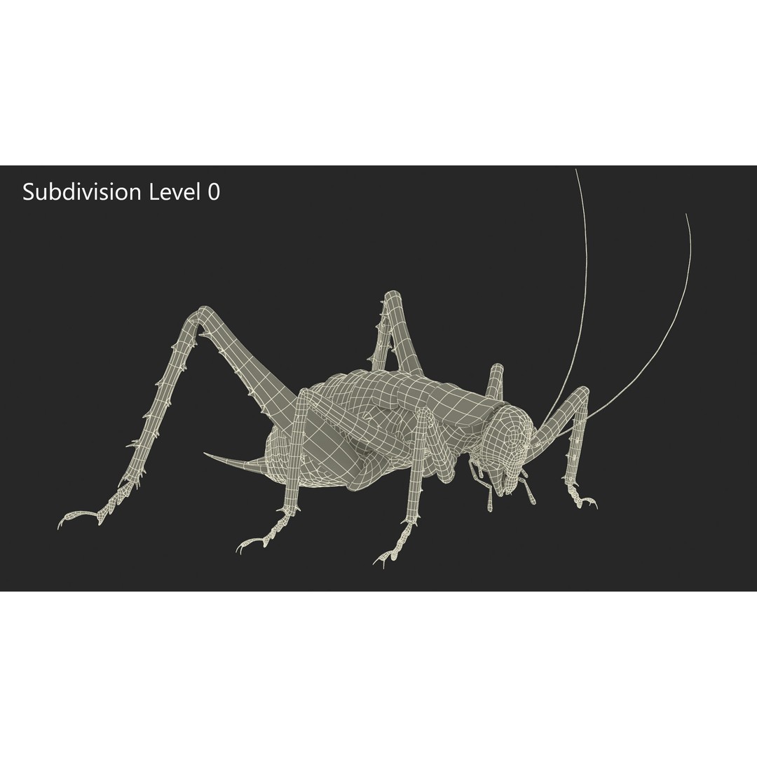 Weta Cricket 3D Model – High Quality Insect Model, FBX, PBR Textures - View 29