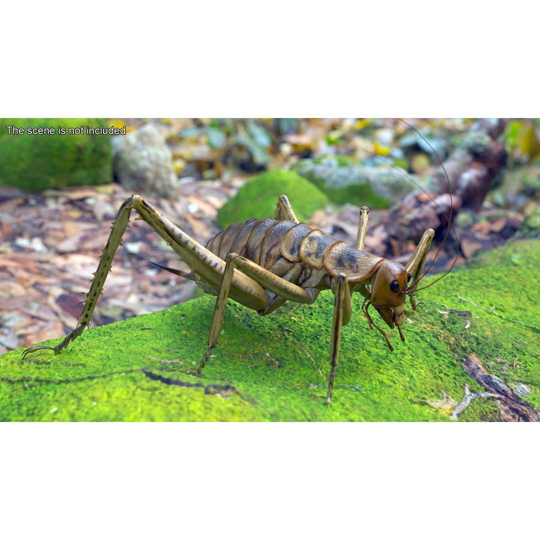 Weta Cricket 3D Model – High Quality Insect Model, FBX, PBR Textures - View 3