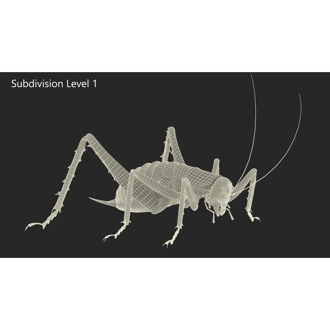 Weta Cricket 3D Model – High Quality Insect Model, FBX, PBR Textures - View 30