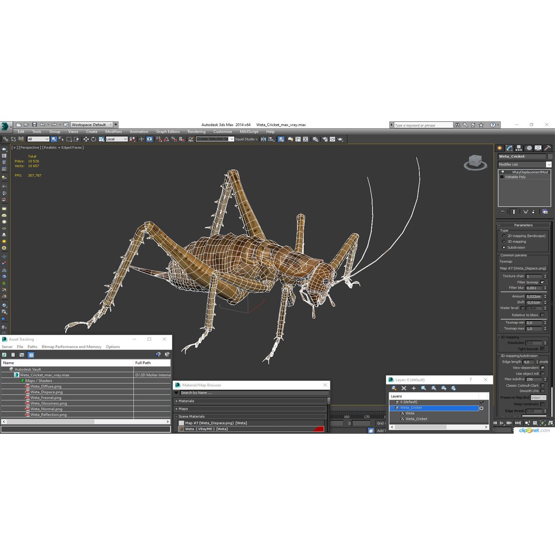 Weta Cricket 3D Model – High Quality Insect Model, FBX, PBR Textures - View 33