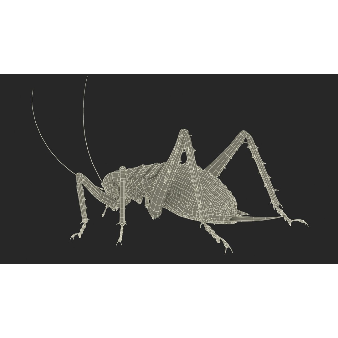 Weta Cricket 3D Model – High Quality Insect Model, FBX, PBR Textures - View 34