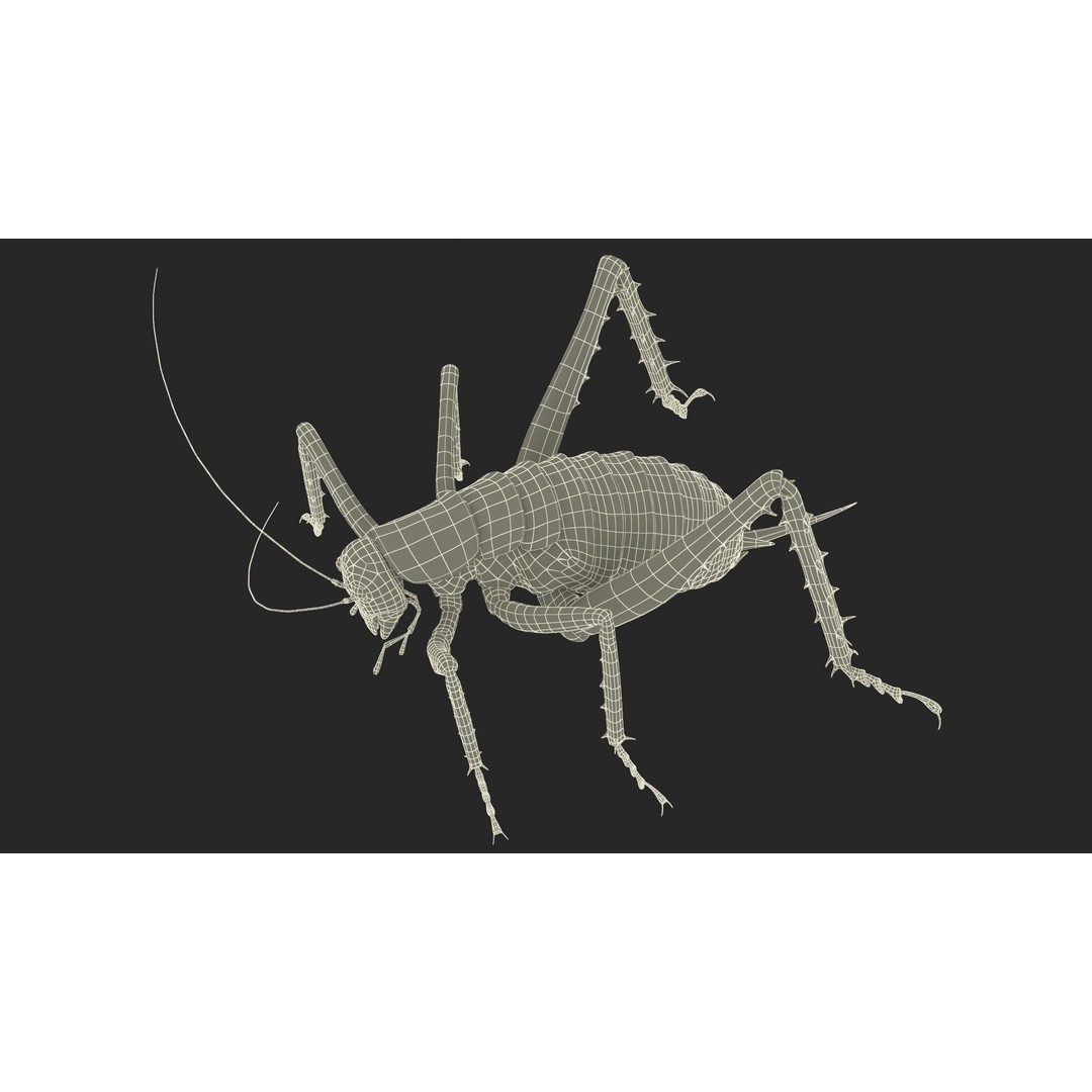 Weta Cricket 3D Model – High Quality Insect Model, FBX, PBR Textures - View 35