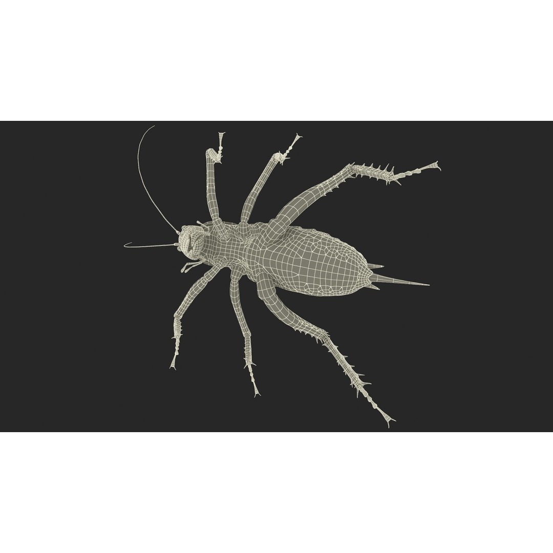 Weta Cricket 3D Model – High Quality Insect Model, FBX, PBR Textures - View 36