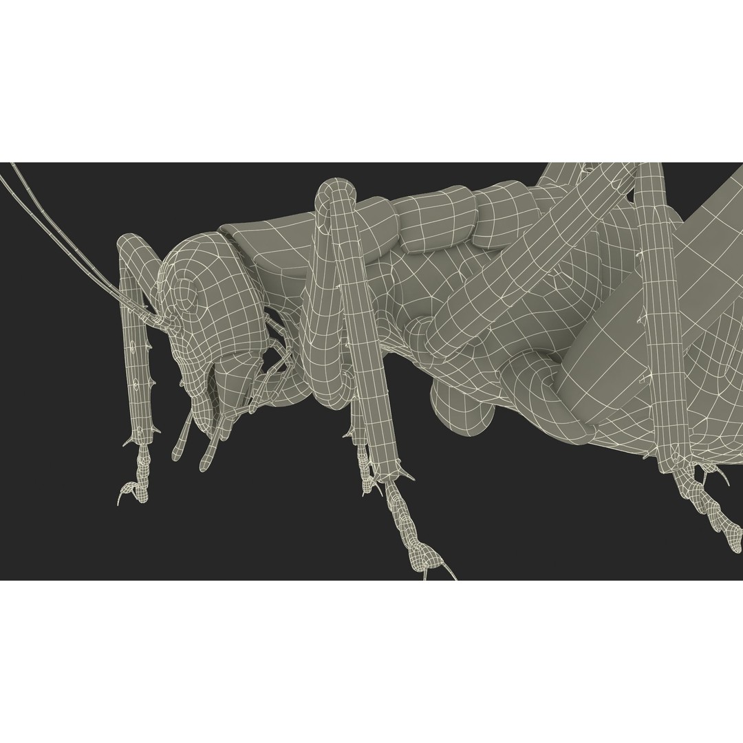 Weta Cricket 3D Model – High Quality Insect Model, FBX, PBR Textures - View 37