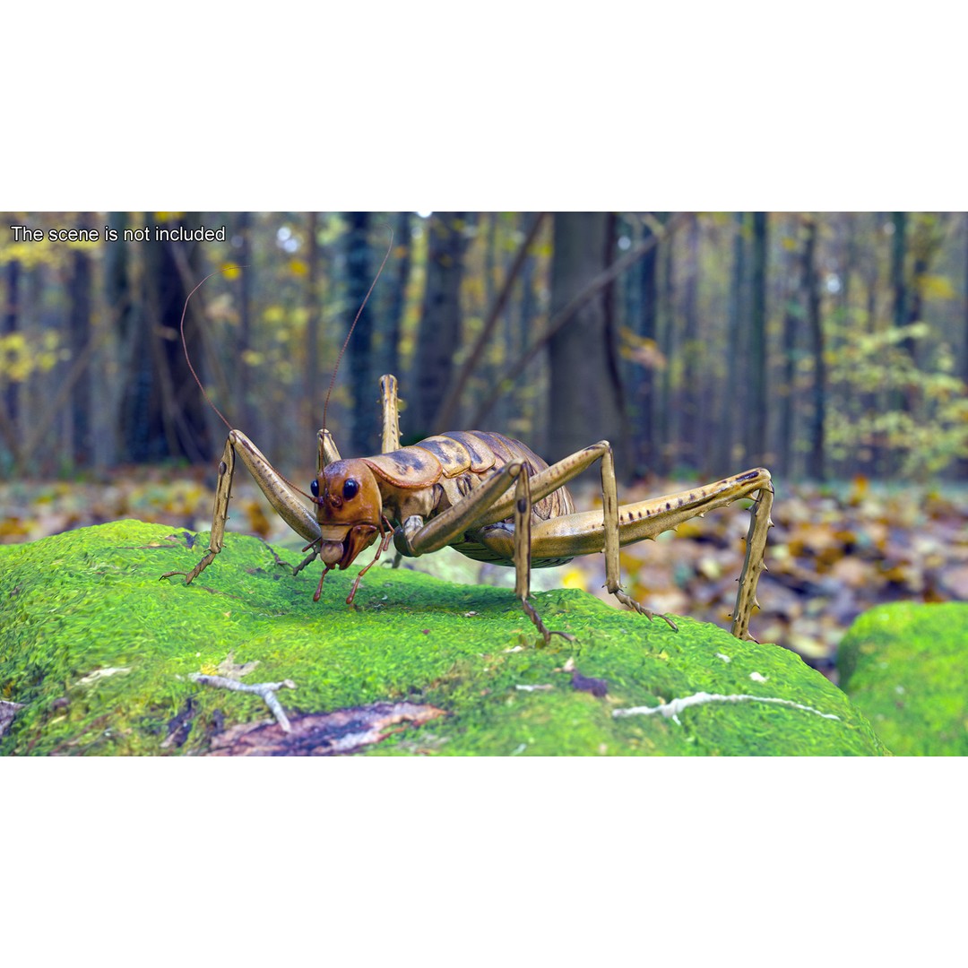 Weta Cricket 3D Model – High Quality Insect Model, FBX, PBR Textures - View 4