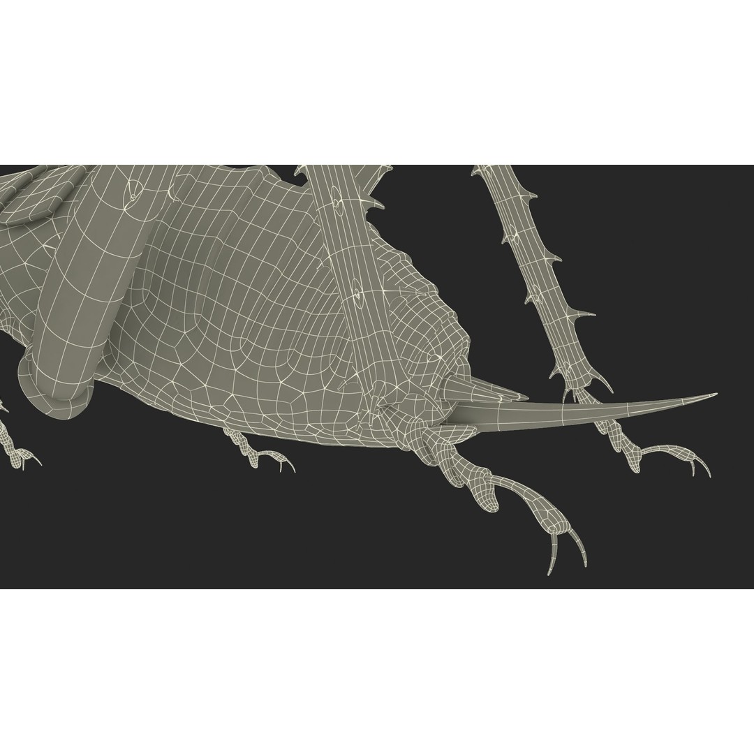 Weta Cricket 3D Model – High Quality Insect Model, FBX, PBR Textures - View 40