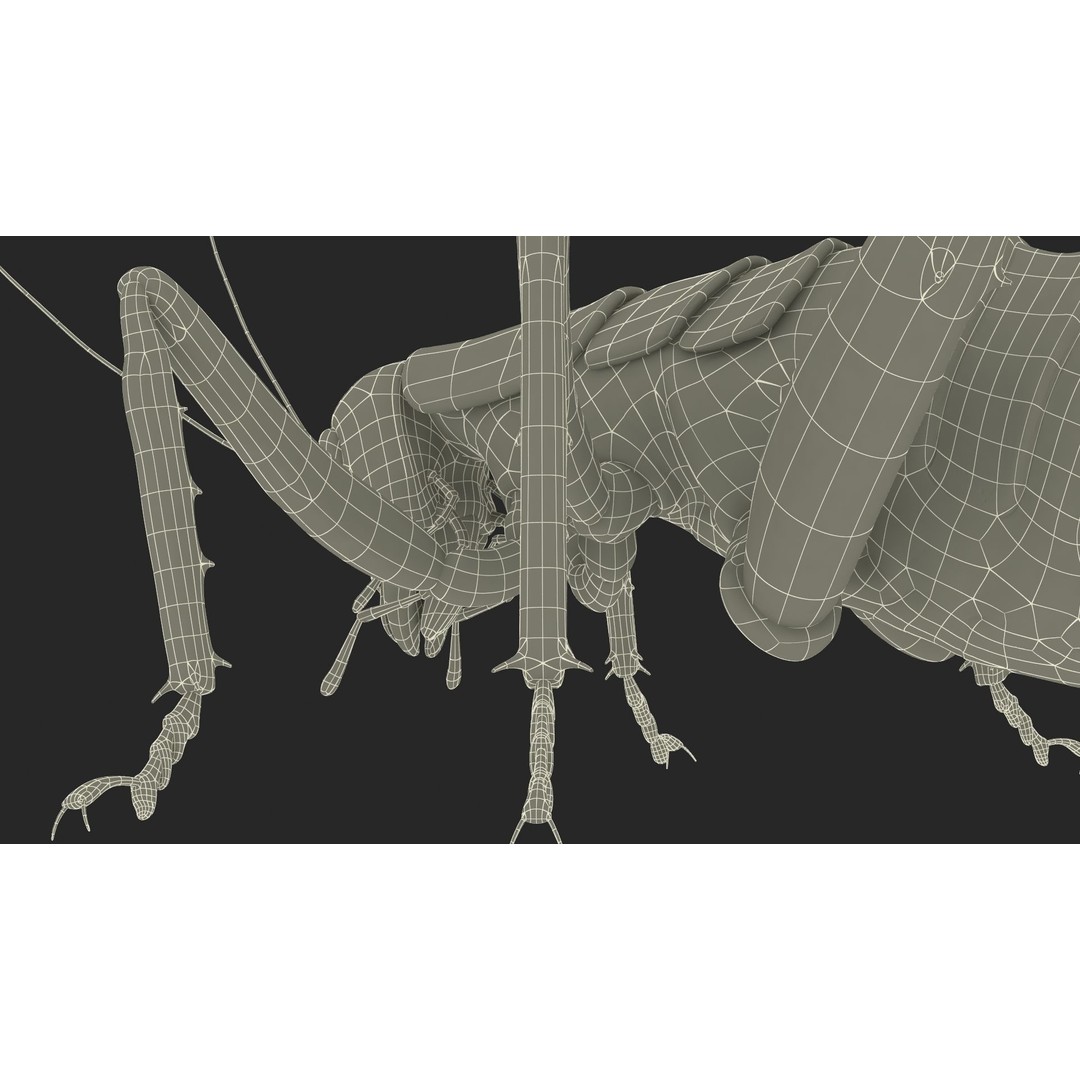 Weta Cricket 3D Model – High Quality Insect Model, FBX, PBR Textures - View 41