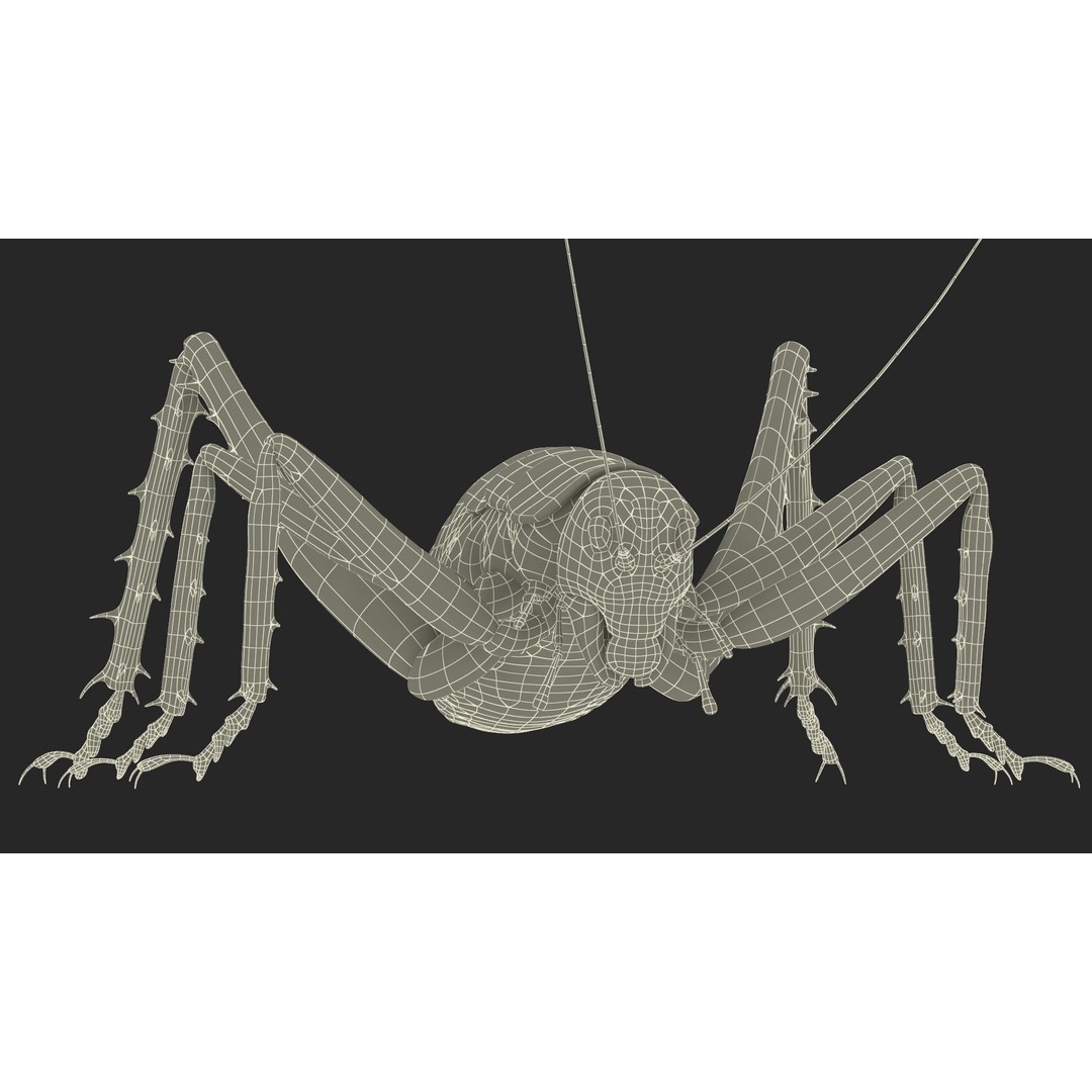 Weta Cricket 3D Model – High Quality Insect Model, FBX, PBR Textures - View 42